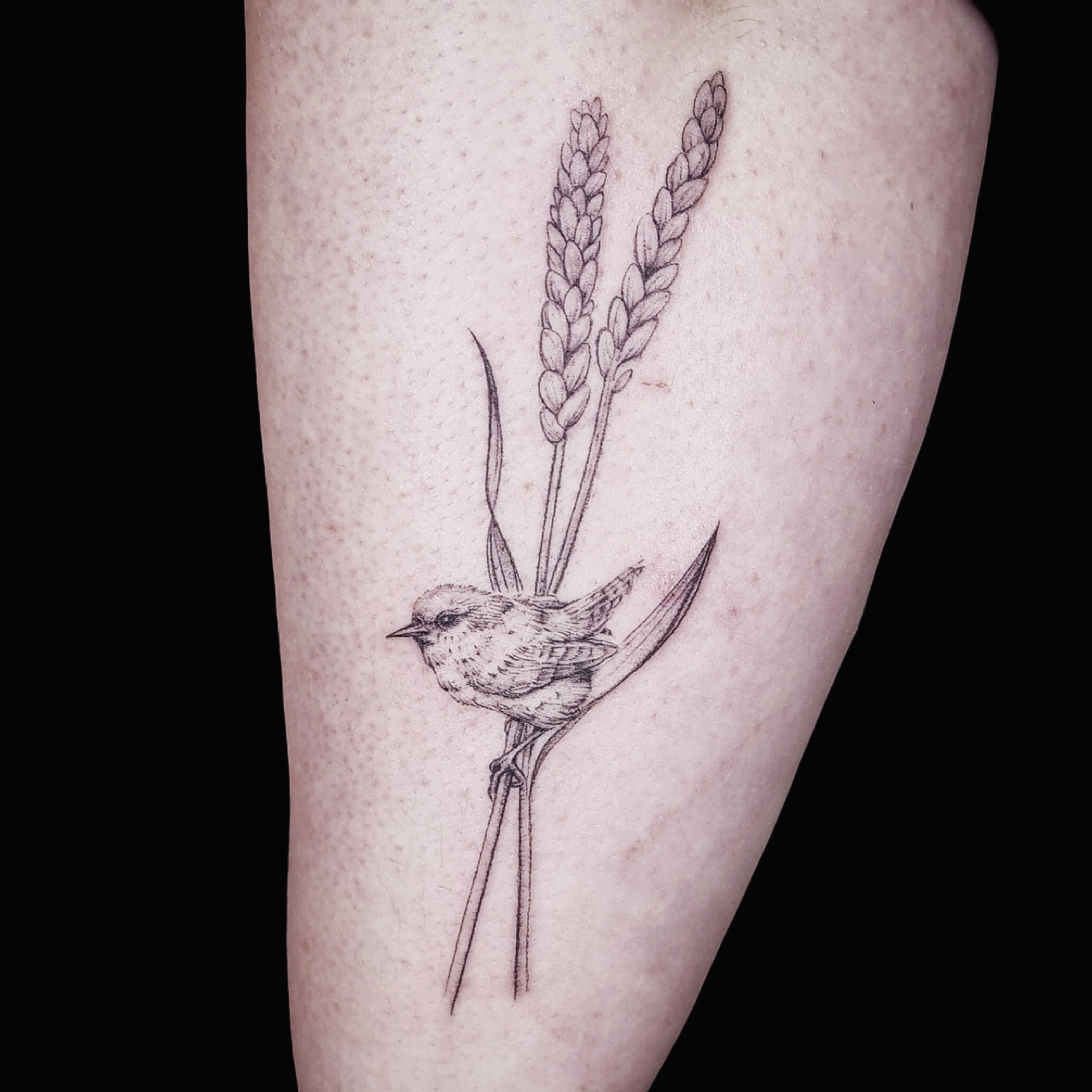 Dana Barazutti, Capt'n Dan Tattoo, Hildesheim,  Neue Tattoos, Cover-Up Tattoos   ,Tattoostudio 